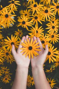 person holding yellow black eyed susan flowers in bloom